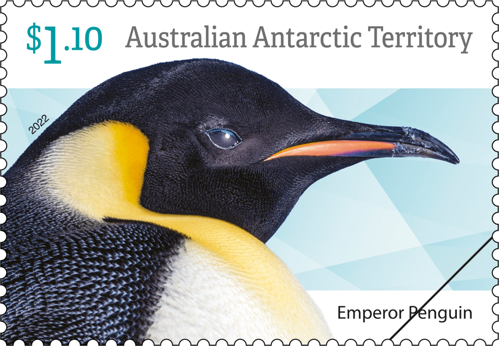 Gentoo penguin – Australian Antarctic Program