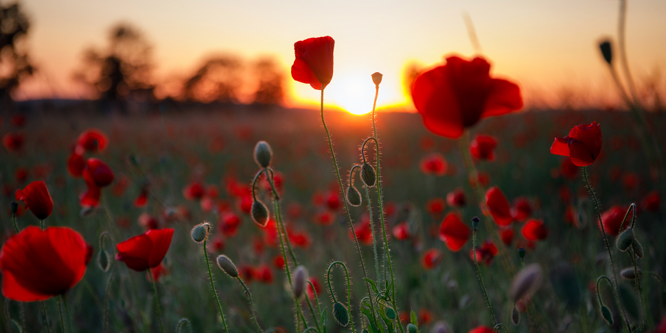 How Did The Poppy Become A Symbol Of Remembrance (2023)