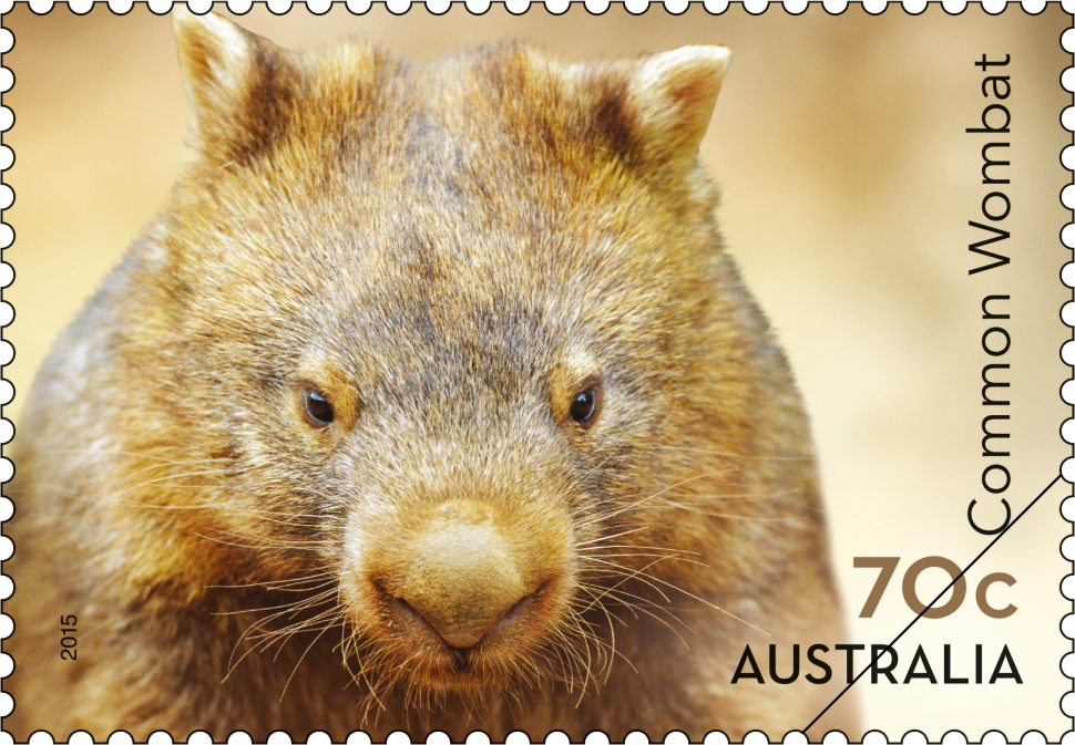 Common Wombat head
