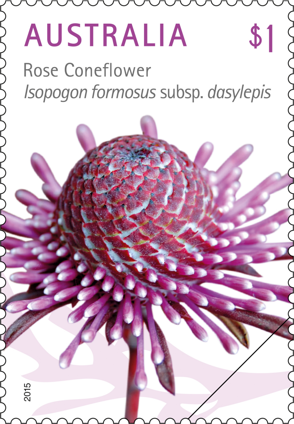 $1 - Rose Coneflower, Isopogon formosus subsp. dasylepis
