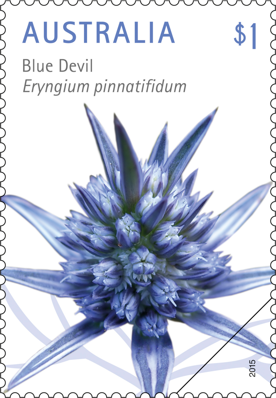 $1 - Blue Devil, Eryngium pinnatifidum