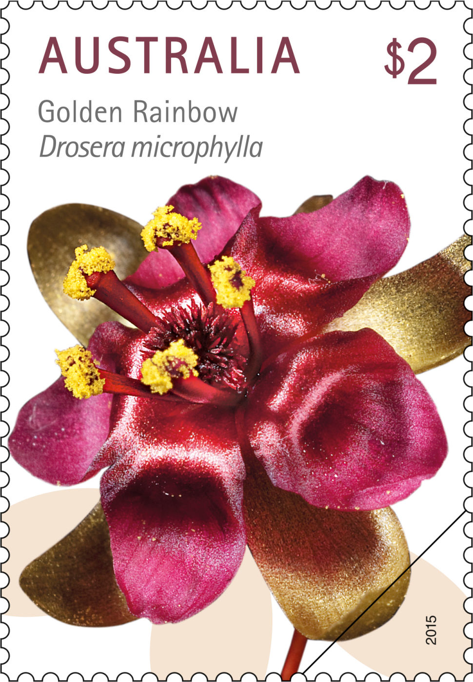 $2 - Golden Rainbow, Drosera microphylla