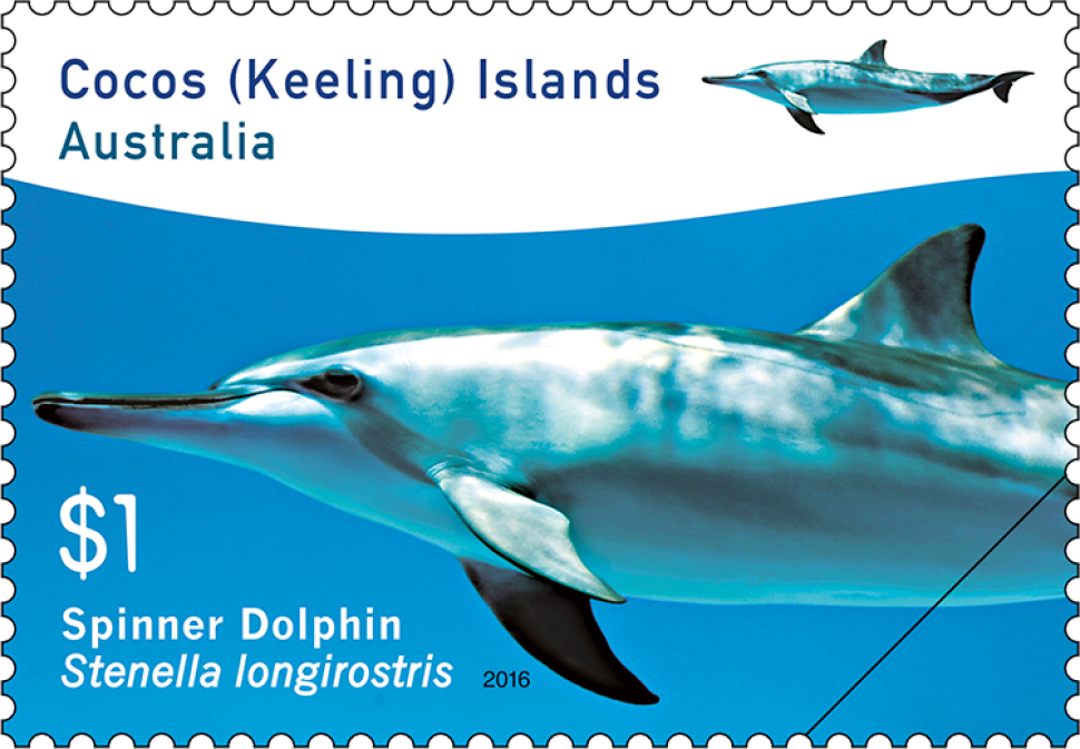 $1 - Spinner Dolphin (Stenella longirostris)