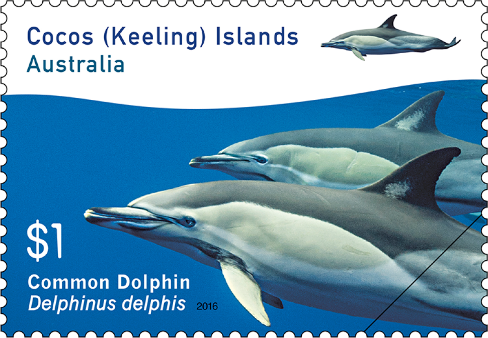 $1 - Common Dolphin (Delphinus delphis)
