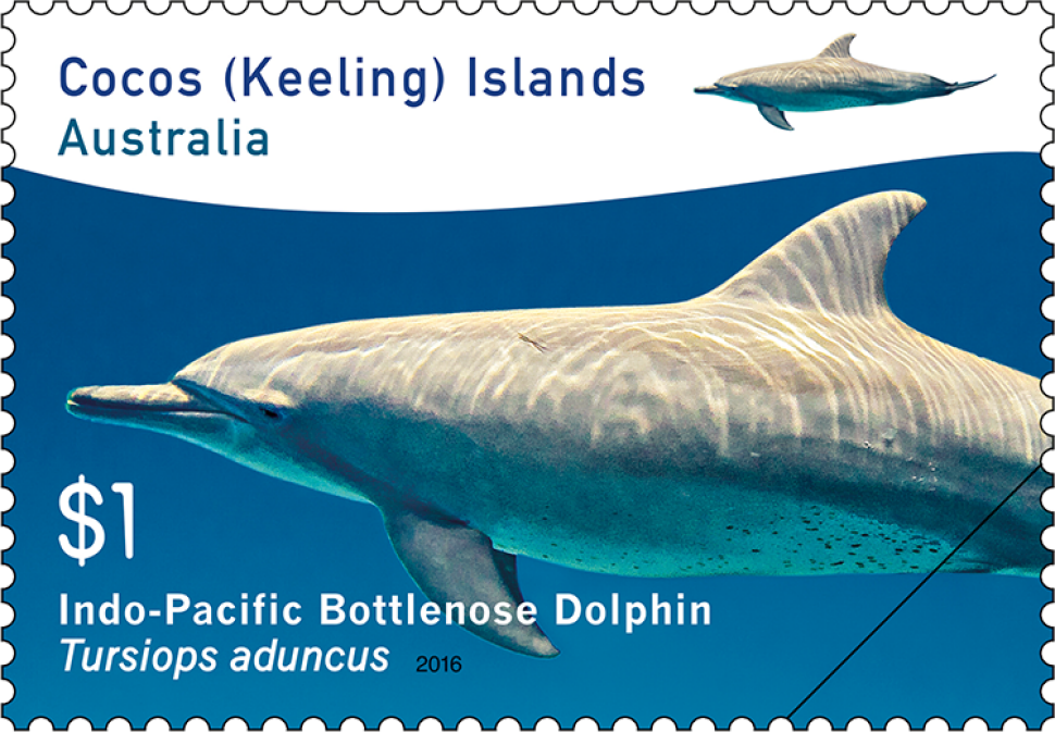 $1 - Indo-Pacific Bottlenose Dolphin (Tursiops aduncus)