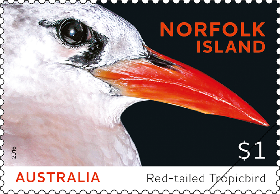 Red-tailed Tropicbird (Phaethon rubricauda roseotincta)